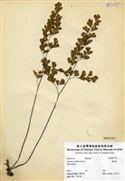 藏品(鐵線蕨)的圖片